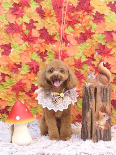 20241117このはちゃん